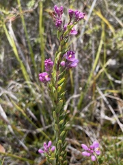 Comesperma ericinum