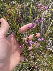 Comesperma ericinum