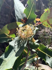 Hakea prostrata