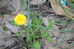 Taraxacum officinale