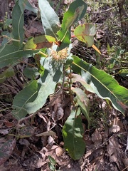Hakea prostrata