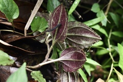 Tripterospermum nienkui