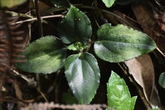 Tripterospermum nienkui