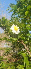 Oncoba spinosa
