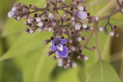 Vitex negundo