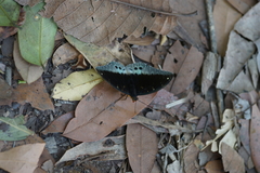 Lexias pardalis jadeitina