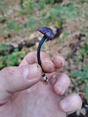 Entoloma dichroum