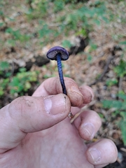 Entoloma dichroum