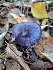 Entoloma dichroum