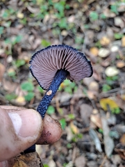 Entoloma dichroum