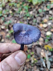 Entoloma dichroum