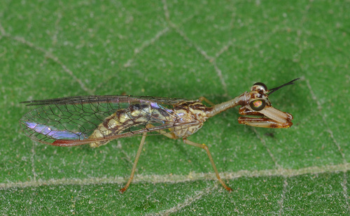Mantispa iridipennis