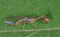 Dicromantispa gracilis