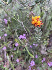 Dillwynia sericea
