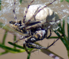 Oxyopes
