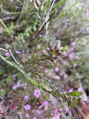 Dillwynia sericea