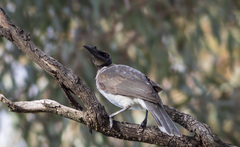 Philemon corniculatus