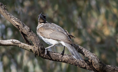 Philemon corniculatus