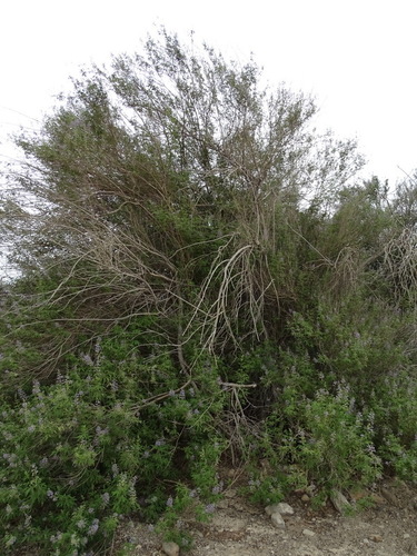 Vitex agnus-castus
