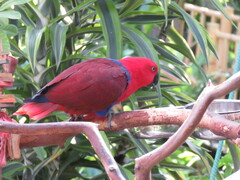 Eclectus roratus