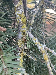 Polycauliona polycarpa