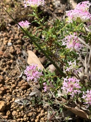 Pimelea rosea