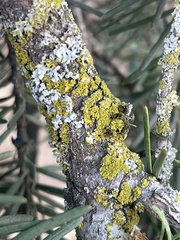 Polycauliona polycarpa