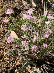 Pimelea rosea