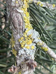 Polycauliona polycarpa