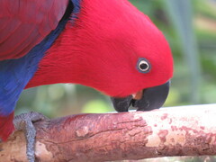 Eclectus roratus