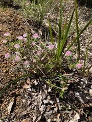 Pimelea rosea