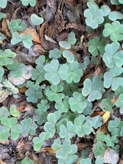 Oxalis oregana