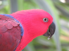 Eclectus roratus