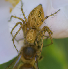 Oxyopes