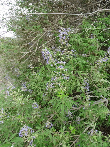 Vitex agnus-castus