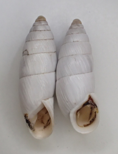 Brephulopsis cylindrica