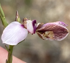Polygala microlopha