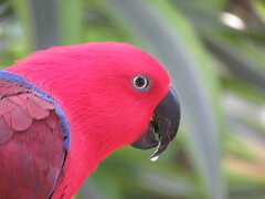 Eclectus roratus