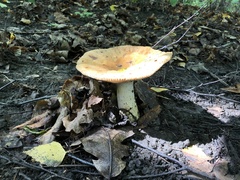 Basidiomycota