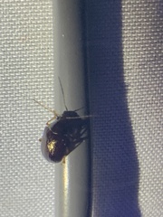 Chrysomeloidea