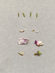 Polygala microlopha
