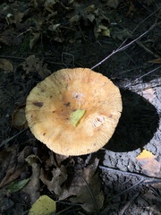 Basidiomycota