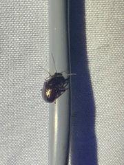 Chrysomeloidea