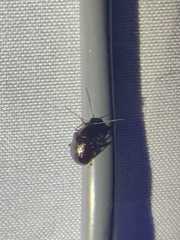 Chrysomeloidea