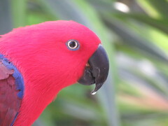 Eclectus roratus