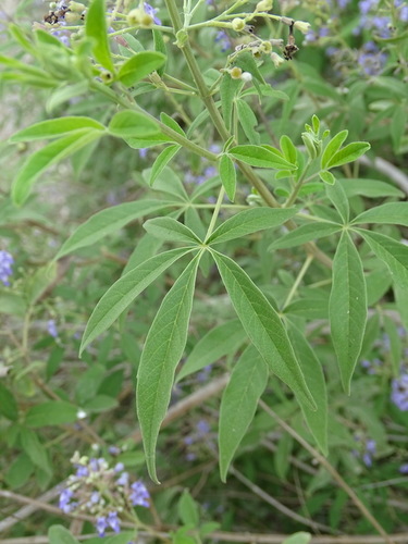 Vitex agnus-castus