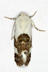 Acontia lucida