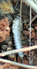 Lepisma