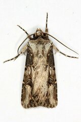 Agrotis catalaunensis
