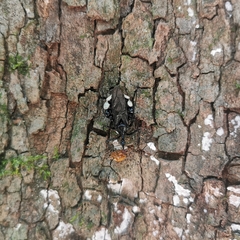 Yolinus albopustulatus